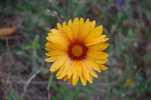 flower1