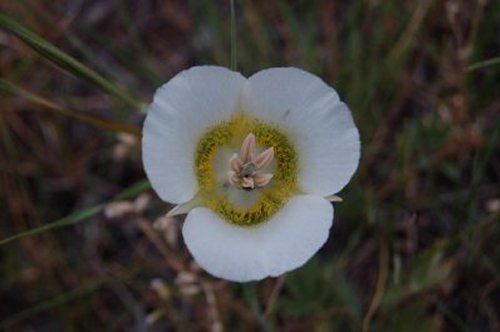 flower2