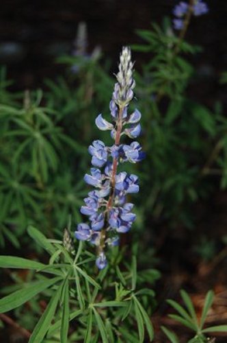 flower3